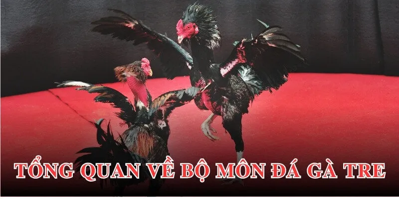 Thông tin giới thiệu tổng quan nhất về đá gà tre đến thành viên